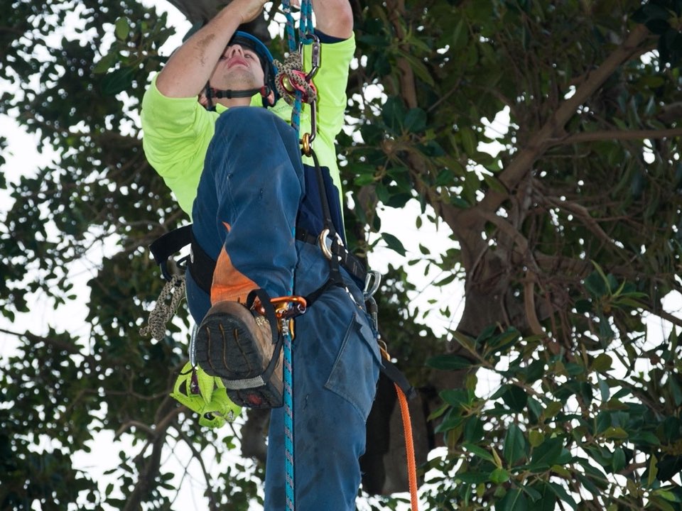 Qualified arborist working in a mature tree during a property survey in West Dunbartonshire