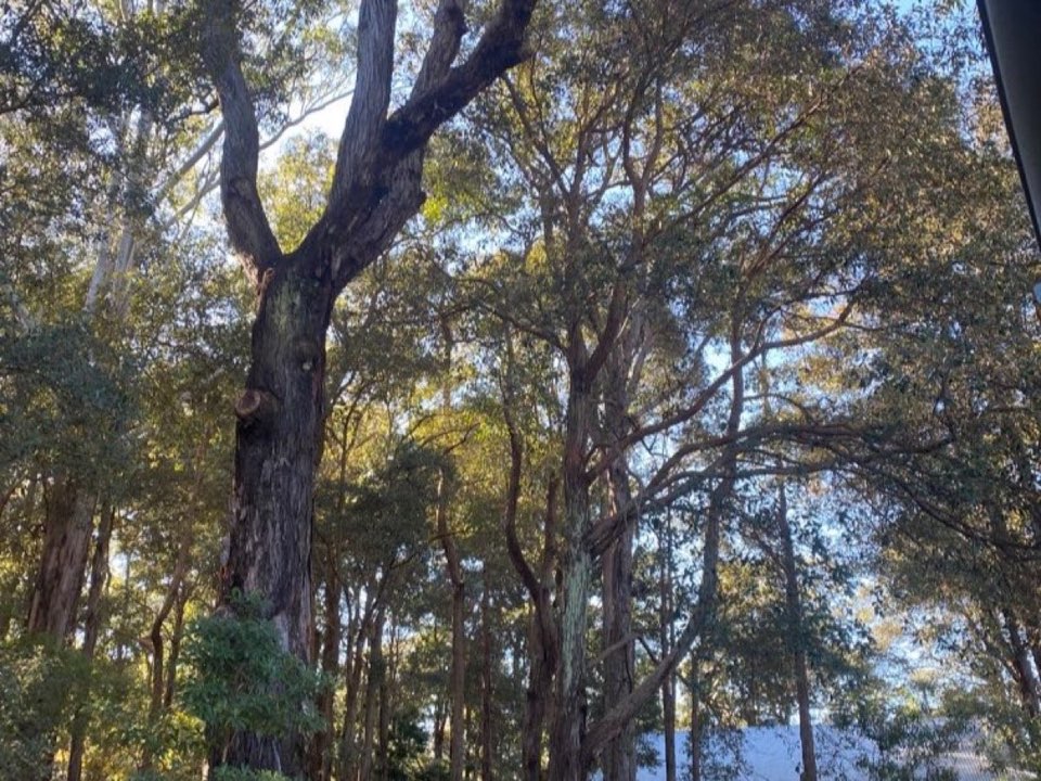 Mature trees in West Dunbartonshire parkland with a property visible in the background